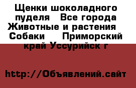 Щенки шоколадного пуделя - Все города Животные и растения » Собаки   . Приморский край,Уссурийск г.